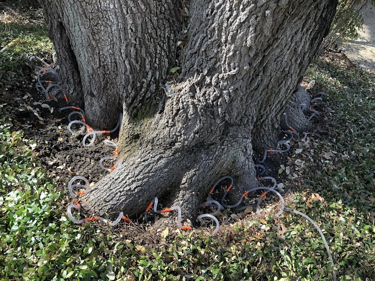 Detailed Tree Cabling and Bracing job site in Eielson Afb