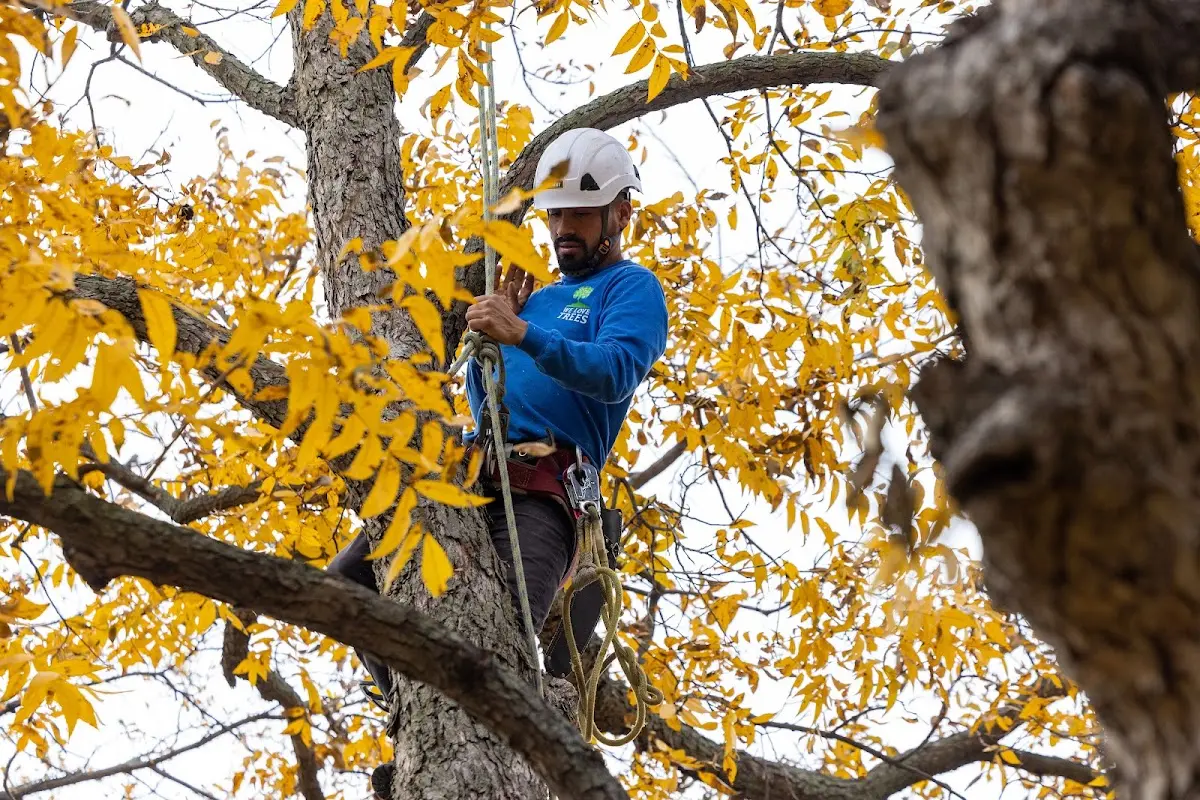 Skilled Tree Planting crew working in Eielson Afb